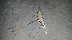 Schistocerca gregaria