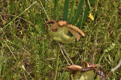 Image of Sarracenia rosea by (c) James (Jim) Duggan, some rights reserved (CC BY-SA)