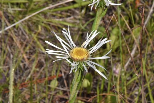 Image of thistleleaf aster by (c) James (Jim) Duggan, some rights reserved (CC BY-SA)