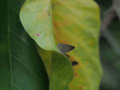 Spalgis epius dilama