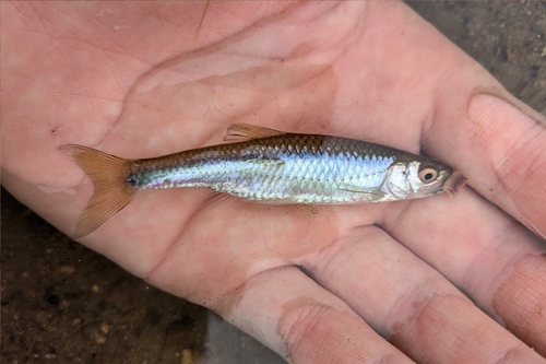 Spotfin Shiner