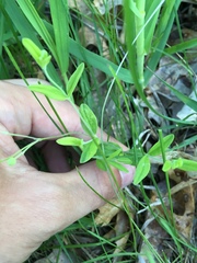 Moehringia lateriflora
