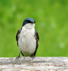Tree Swallow photo 5