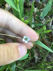 Moehringia lateriflora