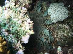 Acanthaster