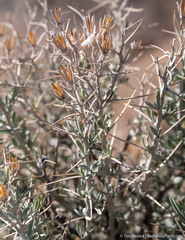Tetradymia stenolepis