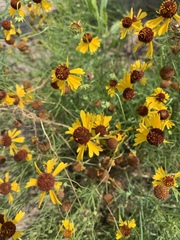 Helenium amarum badium