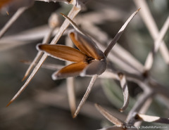 Tetradymia stenolepis