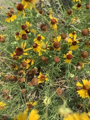 Helenium amarum badium