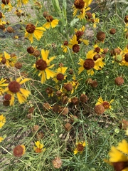 Helenium amarum badium