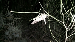 Schistocerca gregaria