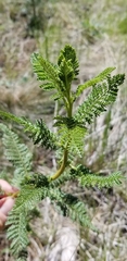 Chamaebatiaria millefolium