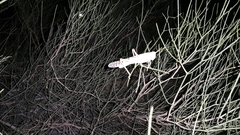 Schistocerca gregaria