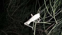 Schistocerca gregaria