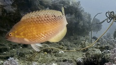 Red Naped Wrasse photo 3
