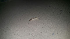 Schistocerca gregaria