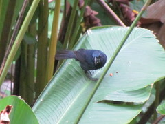 Cyanoloxia cyanoides