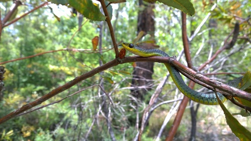 Common Tree Snake sighting