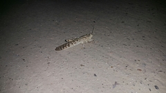 Schistocerca gregaria