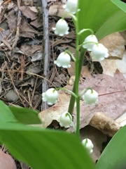 Convallaria