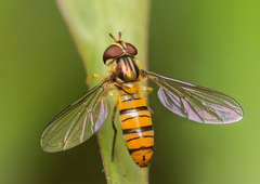 Episyrphus viridaureus