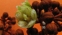 Vismia guianensis