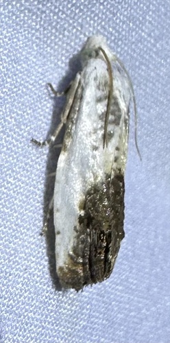 Giant Eucosma Moth photo 5