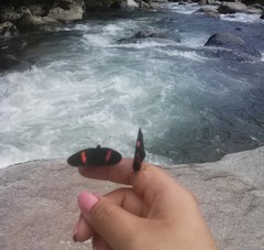 Heliconius erato
