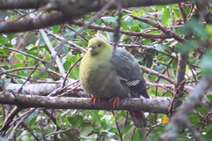Treron australis