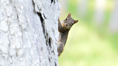 Sciurus niger limitis