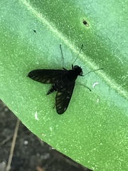 Chrysopilus connexus