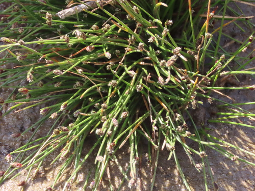 Isolepis cernua