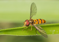 Episyrphus viridaureus