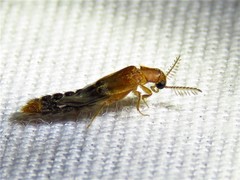 Distremocephalus texanus