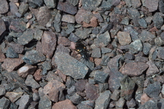 Lionychus quadrillum