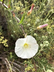 Calystegia macrostegia arida