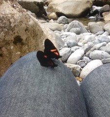 Heliconius erato