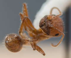 Pogonomyrmex subnitidus