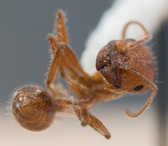 Pogonomyrmex subnitidus