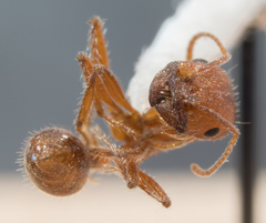 Pogonomyrmex subnitidus