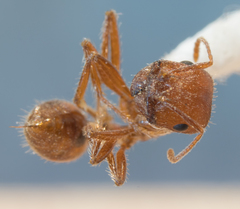 Pogonomyrmex subnitidus