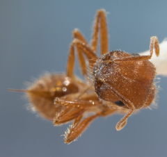 Pogonomyrmex subnitidus