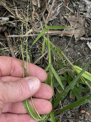 old field panic grass (Dichanthelium implicatum)