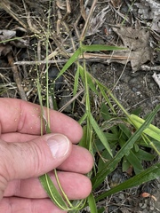 Dichanthelium implicatum, photograph (c) Summit Metro Parks, some rights reserved (CC BY)