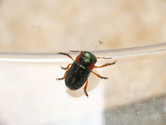 Cheilotoma