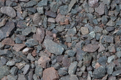 Lionychus quadrillum