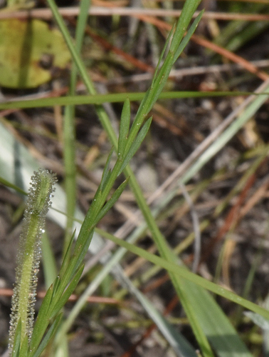 Image of Linum floridanum by (c) James (Jim) Duggan, some rights reserved (CC BY-SA)