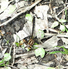 Phanogomphus lividus