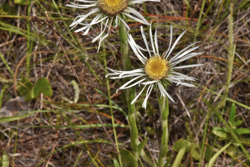 Image of thistleleaf aster by (c) James (Jim) Duggan, some rights reserved (CC BY-SA)