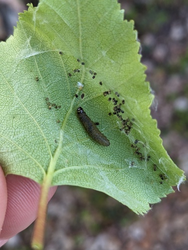 Birch Leafroller Moth photo 4
